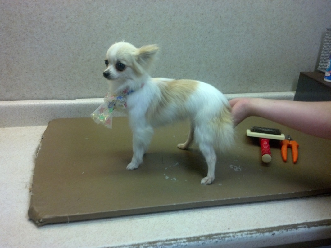 Chihuahua Groom Page NAJU The FUN Place For Your PETS