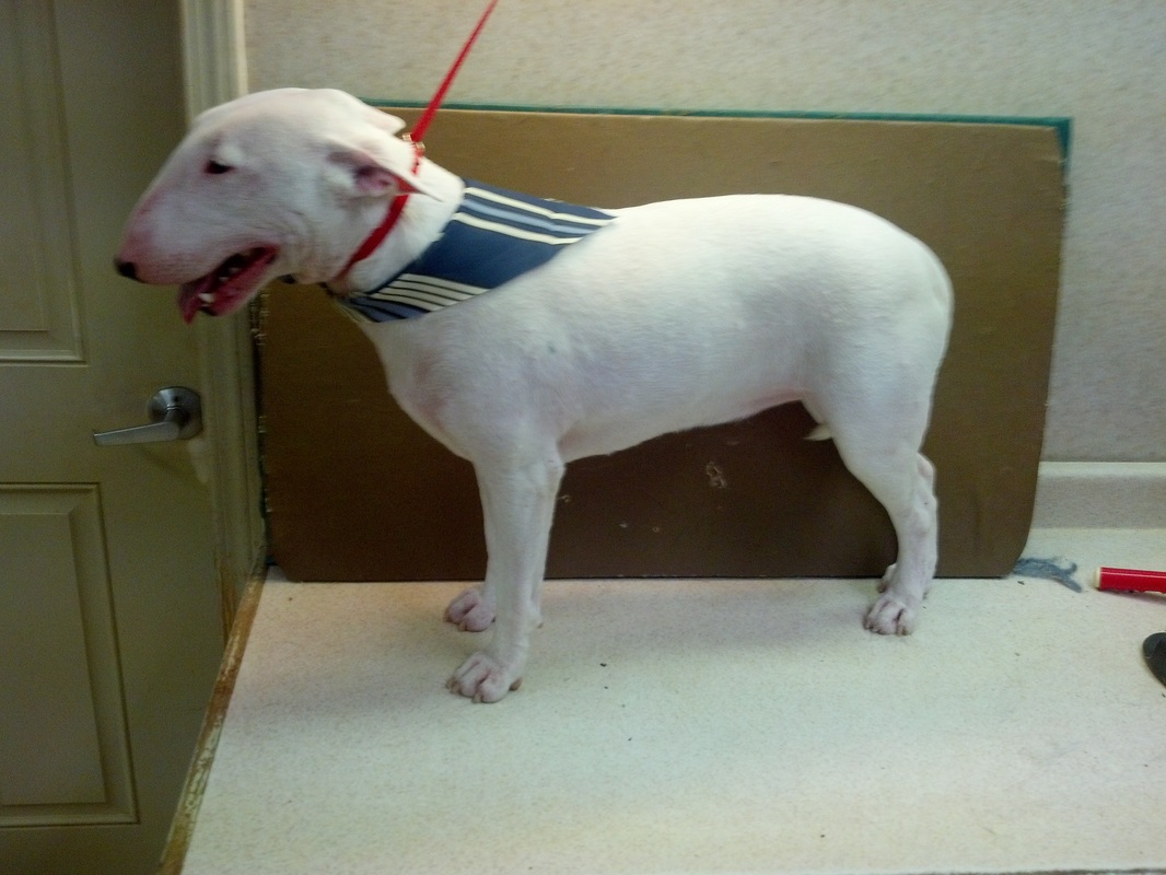 Bull Terrier Groom Page - NAJU... "The FUN Place for Your ...